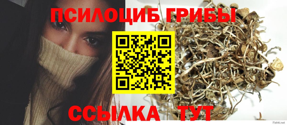 Псилоцибиновые грибы Psilocybe Волоколамск